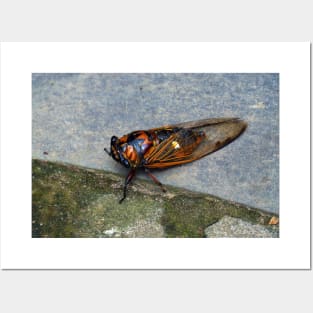 Cicada Posters and Art